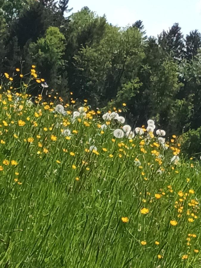 Hideaway Lejlighed Zell am Moos Eksteriør billede